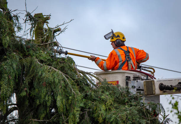 How Our Tree Care Process Works  in  Stormstown, PA
