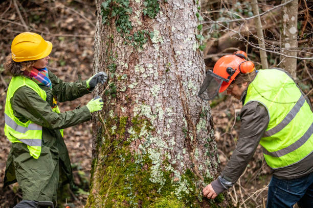 Tree and Shrub Care in Stormstown, PA